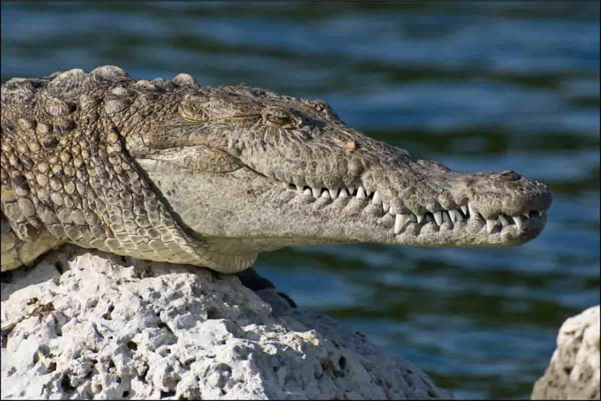 crocodile on stone