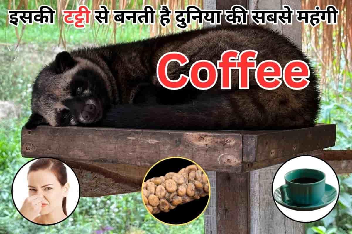 most expensive luwak coffee